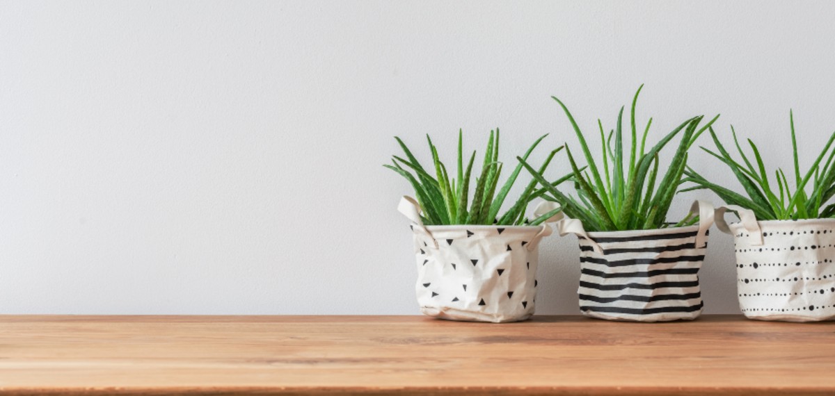 three small plants in painted canvas bags